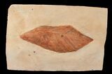 Red Fossil Hickory Leaf (Carya) - Montana #165059-1